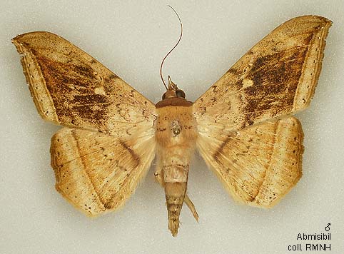 Papua Insects Foundation (Lepidoptera/Erebidae (Erebinae, Hulodini ...